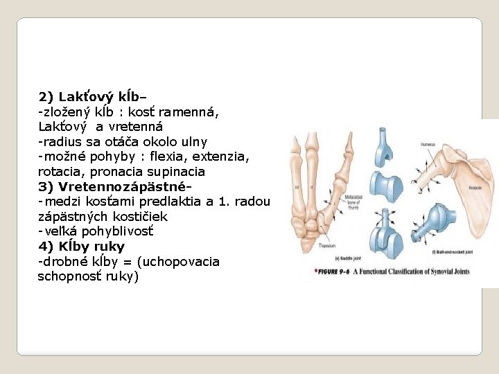 2) Lakťový kĺb– -zložený kĺb : kosť ramenná, Lakťový a vretenná -radius sa otáča