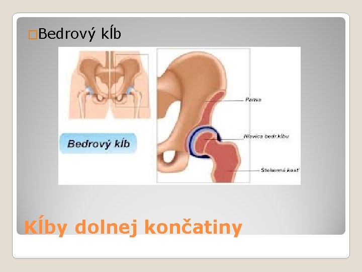 �Bedrový kĺb Kĺby dolnej končatiny 