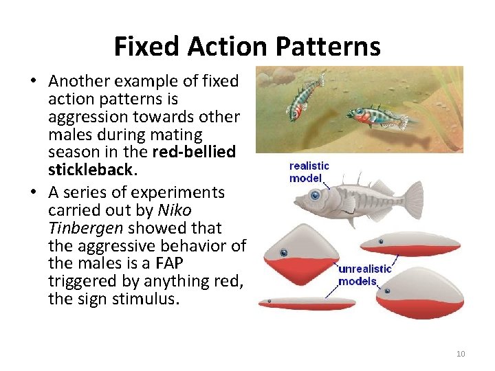 Fixed Action Patterns • Another example of fixed action patterns is aggression towards other