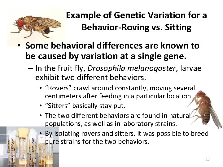 Example of Genetic Variation for a Behavior-Roving vs. Sitting • Some behavioral differences are