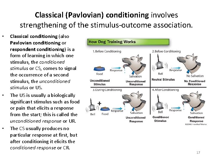 Classical (Pavlovian) conditioning involves strengthening of the stimulus-outcome association. • • • Classical conditioning