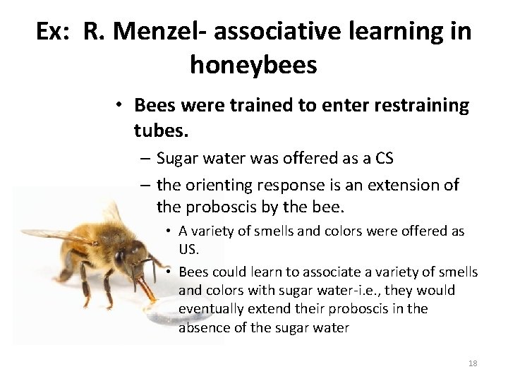 Ex: R. Menzel- associative learning in honeybees • Bees were trained to enter restraining