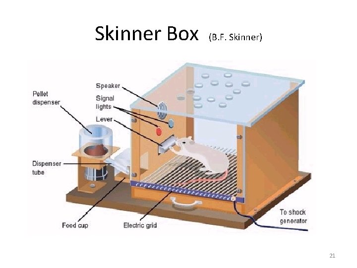 Skinner Box (B. F. Skinner) 21 