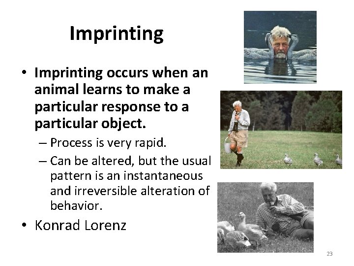 Imprinting • Imprinting occurs when an animal learns to make a particular response to