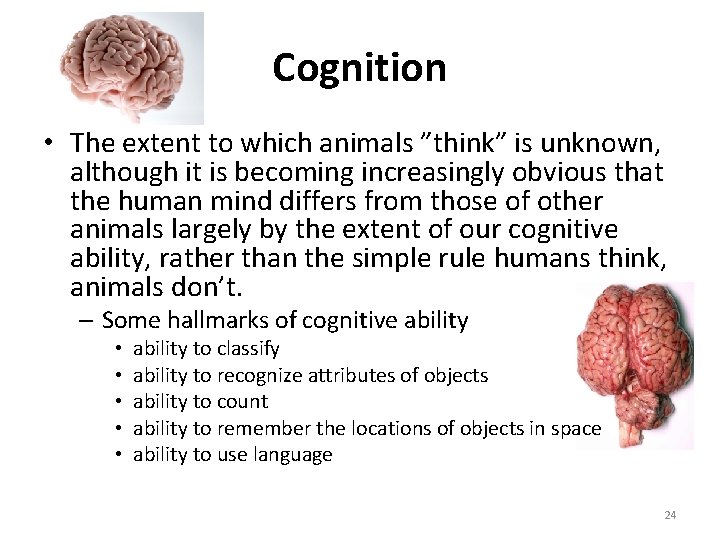 Cognition • The extent to which animals ”think” is unknown, although it is becoming