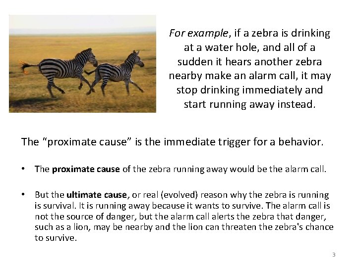 For example, if a zebra is drinking at a water hole, and all of