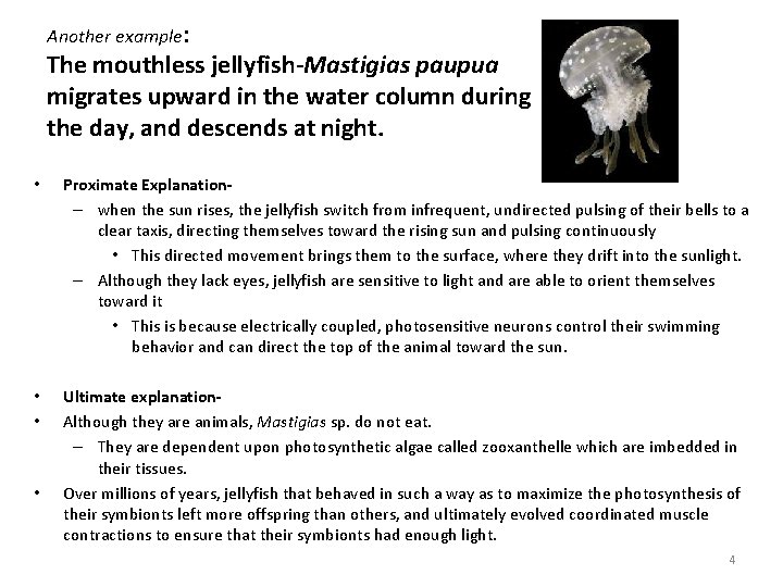 Another example: The mouthless jellyfish-Mastigias paupua migrates upward in the water column during the