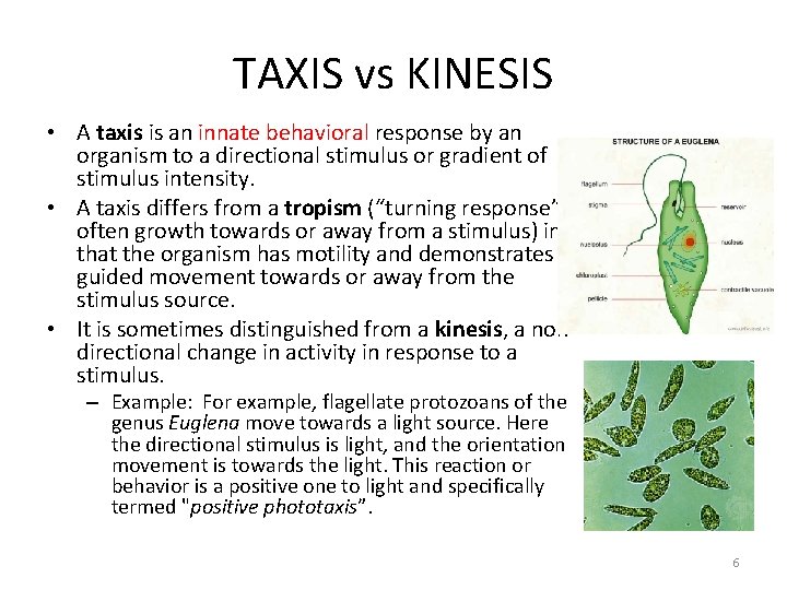 TAXIS vs KINESIS • A taxis is an innate behavioral response by an organism