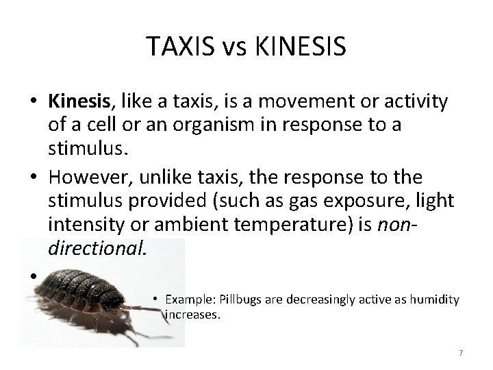 TAXIS vs KINESIS • Kinesis, like a taxis, is a movement or activity of