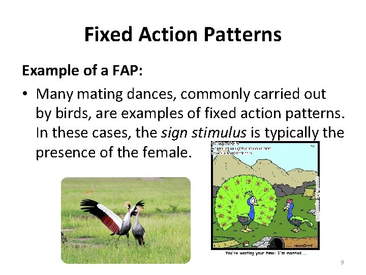 Fixed Action Patterns Example of a FAP: • Many mating dances, commonly carried out