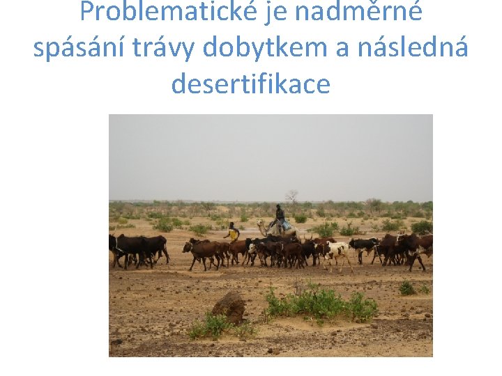 Problematické je nadměrné spásání trávy dobytkem a následná desertifikace 