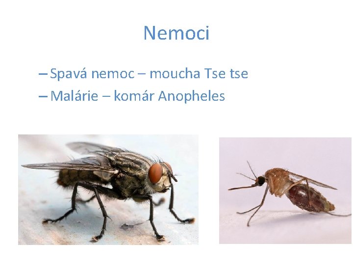 Nemoci – Spavá nemoc – moucha Tse tse – Malárie – komár Anopheles 