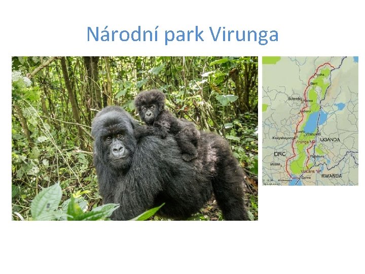 Národní park Virunga 