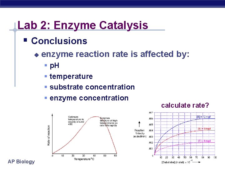 Lab 2: Enzyme Catalysis § Conclusions u enzyme reaction rate is affected by: §