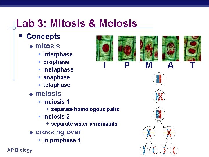 Lab 3: Mitosis & Meiosis § Concepts u mitosis § § § u interphase