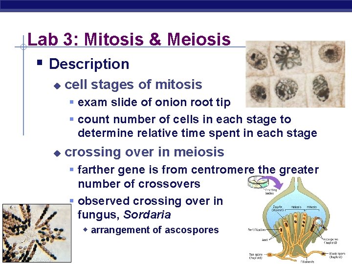 Lab 3: Mitosis & Meiosis § Description u cell stages of mitosis § exam