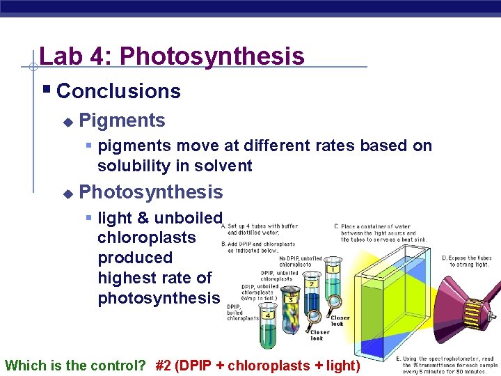 Lab 4: Photosynthesis § Conclusions u Pigments § pigments move at different rates based