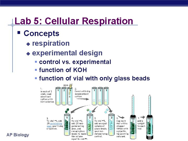 Lab 5: Cellular Respiration § Concepts respiration u experimental design u § control vs.