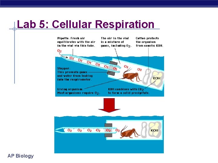 Lab 5: Cellular Respiration AP Biology 