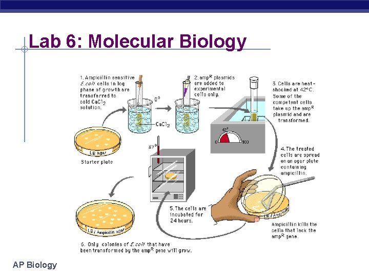 Lab 6: Molecular Biology AP Biology 