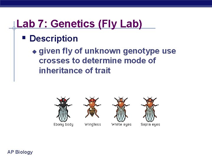 Lab 7: Genetics (Fly Lab) § Description u AP Biology given fly of unknown