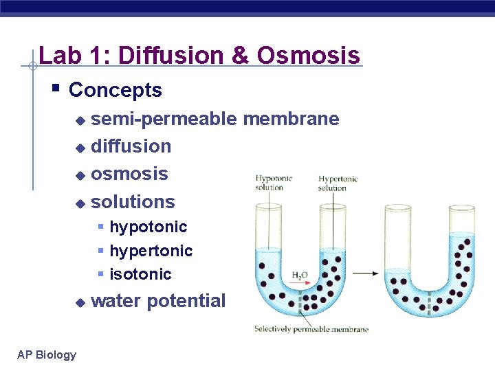 Lab 1: Diffusion & Osmosis § Concepts semi-permeable membrane u diffusion u osmosis u