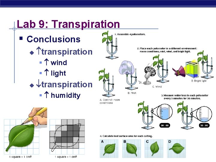 Lab 9: Transpiration § Conclusions u transpiration § wind § light u transpiration §