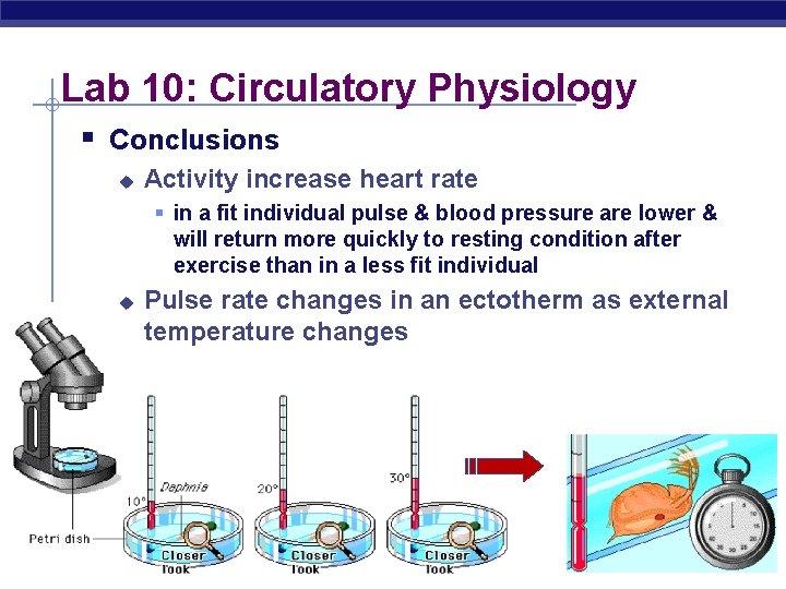 Lab 10: Circulatory Physiology § Conclusions u Activity increase heart rate § in a