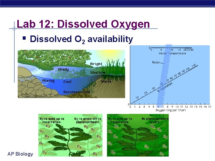 Lab 12: Dissolved Oxygen § Dissolved O 2 availability AP Biology 