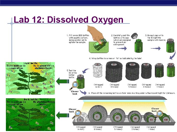 Lab 12: Dissolved Oxygen AP Biology 