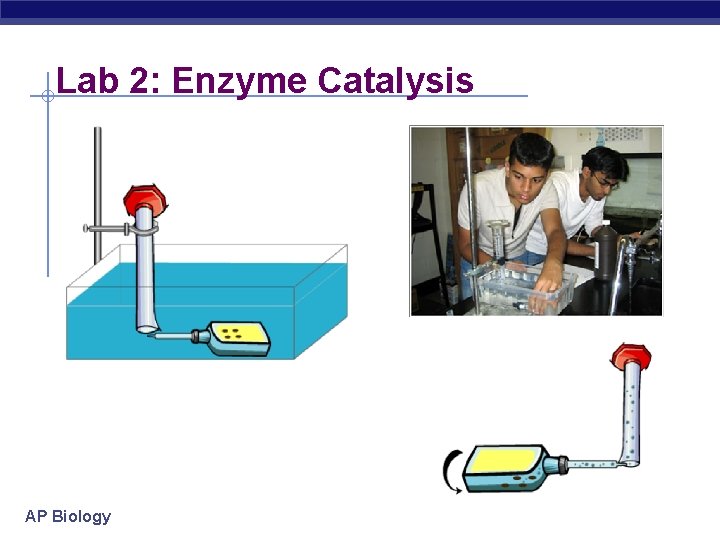 Lab 2: Enzyme Catalysis AP Biology 