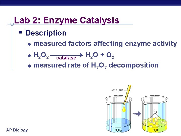 Lab 2: Enzyme Catalysis § Description u measured factors affecting enzyme activity H 2