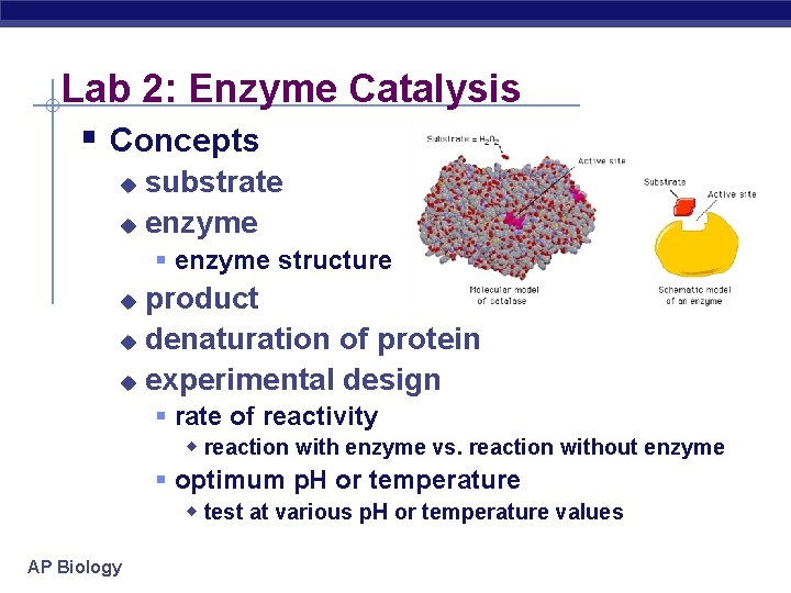 Lab 2: Enzyme Catalysis § Concepts substrate u enzyme u § enzyme structure product