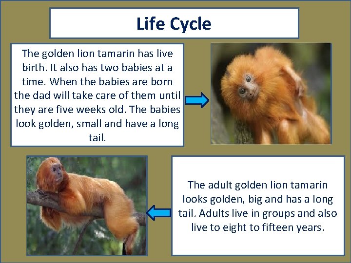 Life Cycle The golden lion tamarin has live birth. It also has two babies