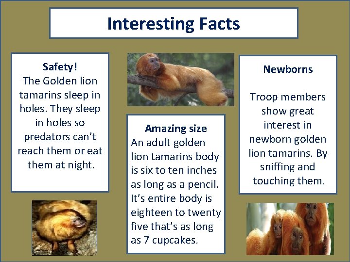 Interesting Facts Safety! The Golden lion tamarins sleep in holes. They sleep in holes