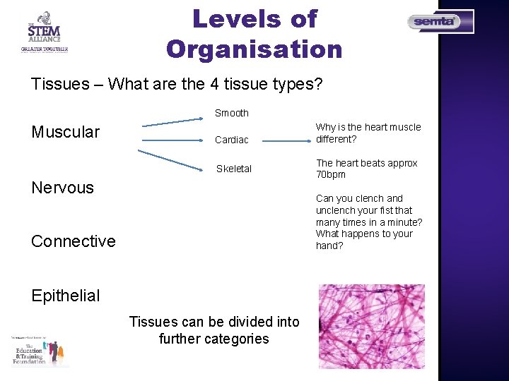Levels of Organisation Tissues – What are the 4 tissue types? Smooth Muscular Cardiac