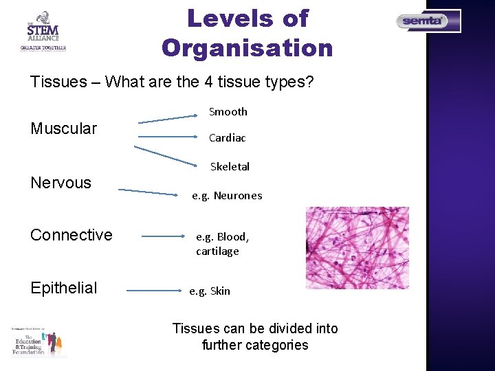 Levels of Organisation Tissues – What are the 4 tissue types? Smooth Muscular Cardiac