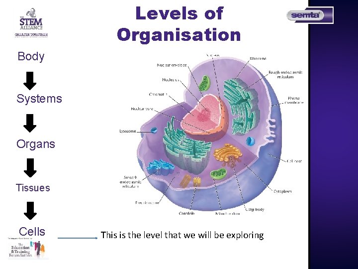 Levels of Organisation Body Systems Organs Tissues Cells This is the level that we