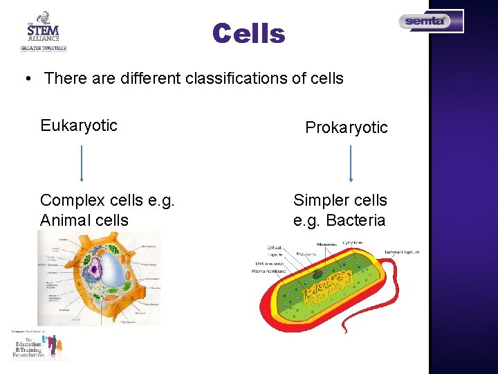 Cells • There are different classifications of cells Eukaryotic Complex cells e. g. Animal