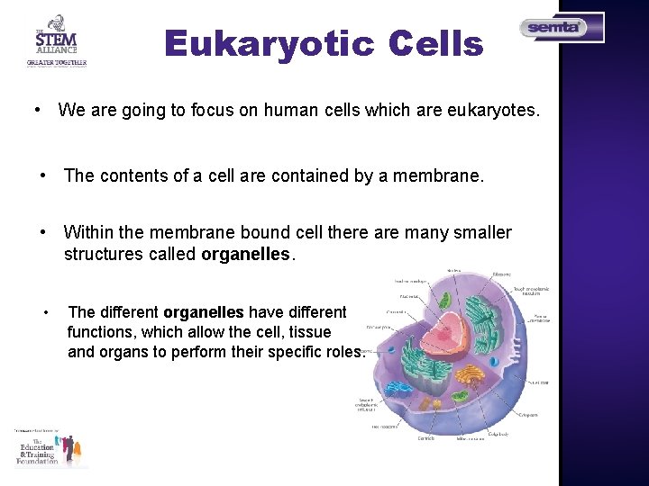 Eukaryotic Cells • We are going to focus on human cells which are eukaryotes.