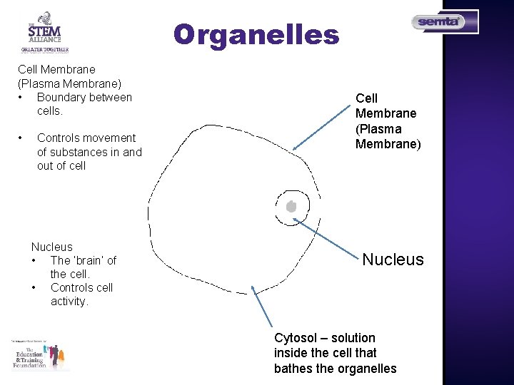 Organelles Cell Membrane (Plasma Membrane) • Boundary between cells. • Controls movement of substances