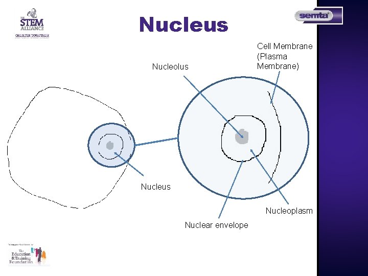 Nucleus Nucleolus Cell Membrane (Plasma Membrane) Nucleus Nucleoplasm Nuclear envelope 
