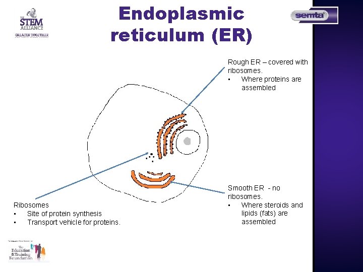 Endoplasmic reticulum (ER) Rough ER – covered with ribosomes. • Where proteins are assembled