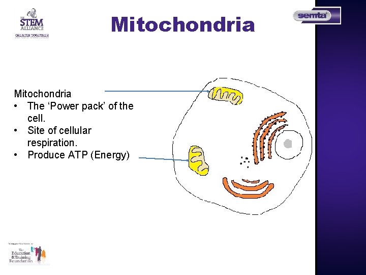 Mitochondria • The ‘Power pack’ of the cell. • Site of cellular respiration. •