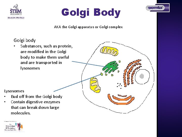 Golgi Body AKA the Golgi apparatus or Golgi complex Golgi body • Substances, such