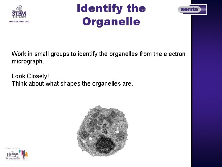 Identify the Organelle Work in small groups to identify the organelles from the electron