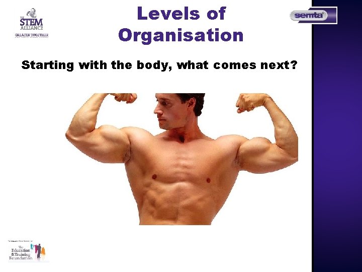 Levels of Organisation Starting with the body, what comes next? 