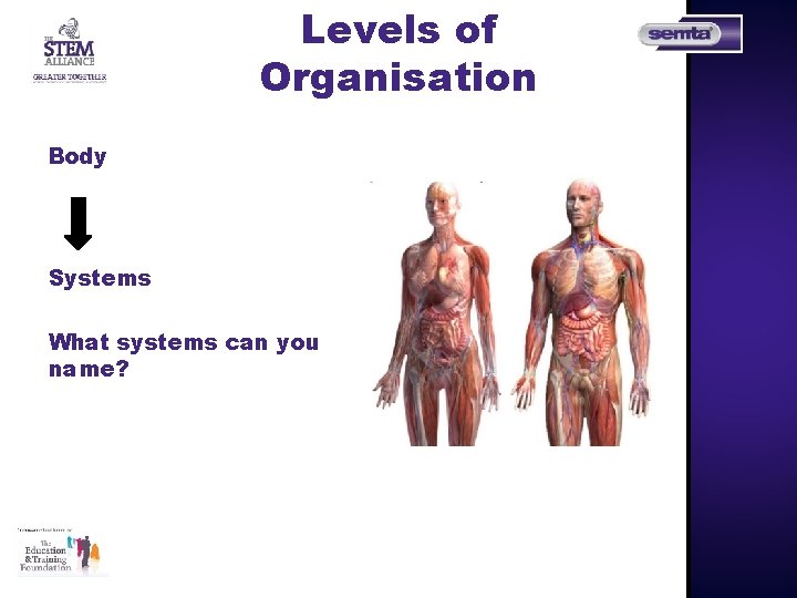 Levels of Organisation Body Systems What systems can you name? 