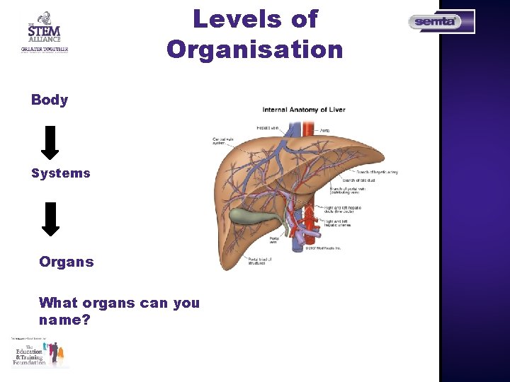 Levels of Organisation Body Systems Organs What organs can you name? 