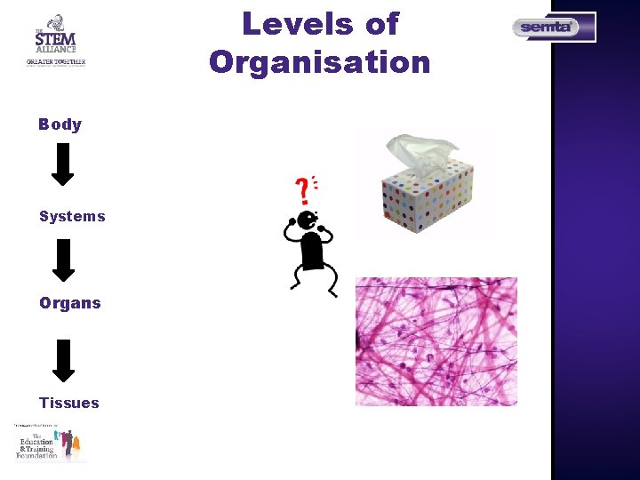 Levels of Organisation Body Systems Organs Tissues 